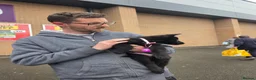 German Shepherd dogs for sale: Black German shepherd  - Advert 5