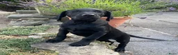Labrador Retriever dogs for sale: Champion Labrador puppies - Advert 3
