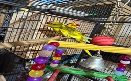 Parakeets birds for sale: Kakarikis For sale  - Advert 7