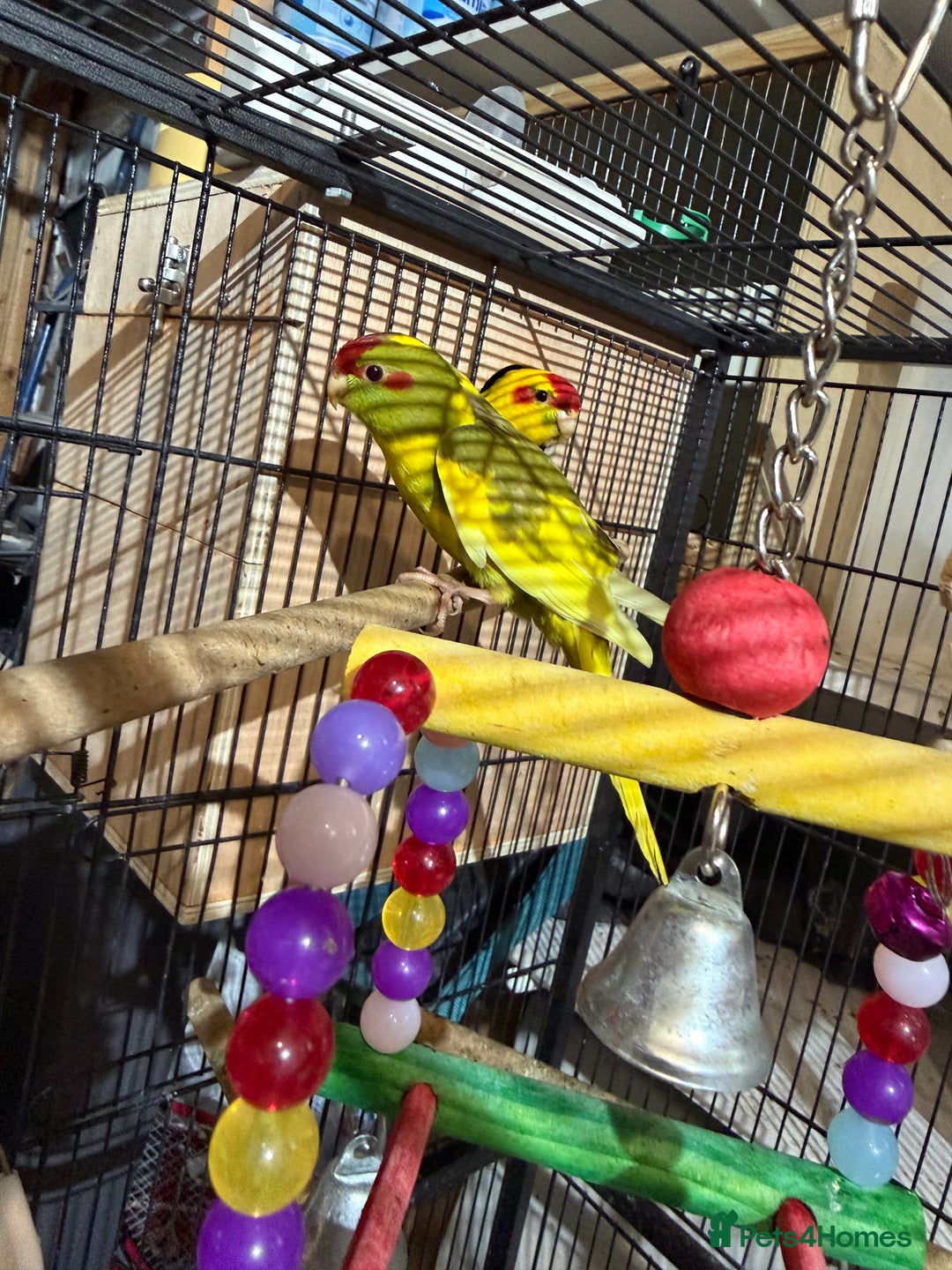 Parakeets birds for sale: Kakarikis For sale  - Advert 7