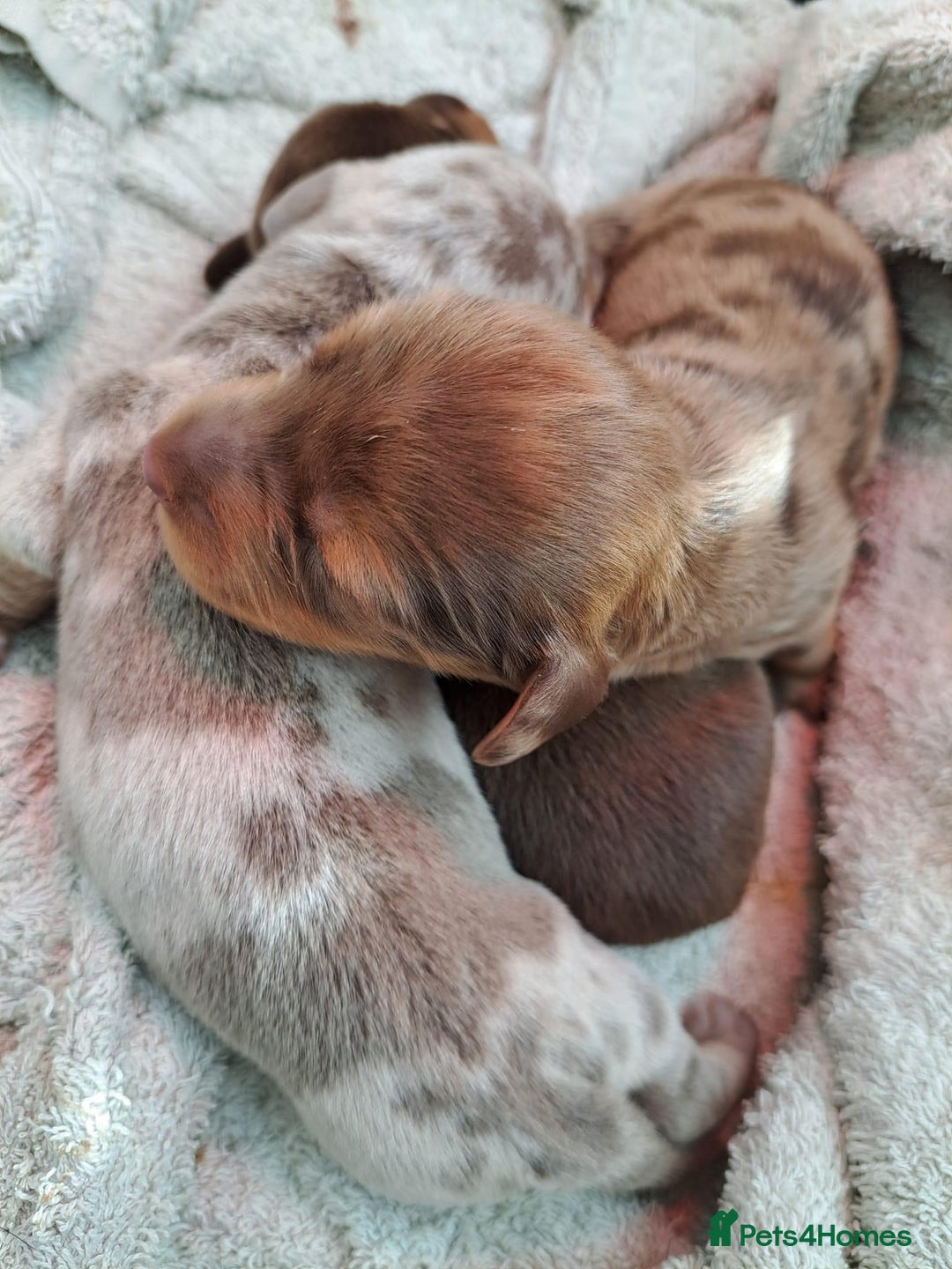 Miniature Dachshund dogs for stud: miniature dachshund stud  in Pontypridd - Advert 10