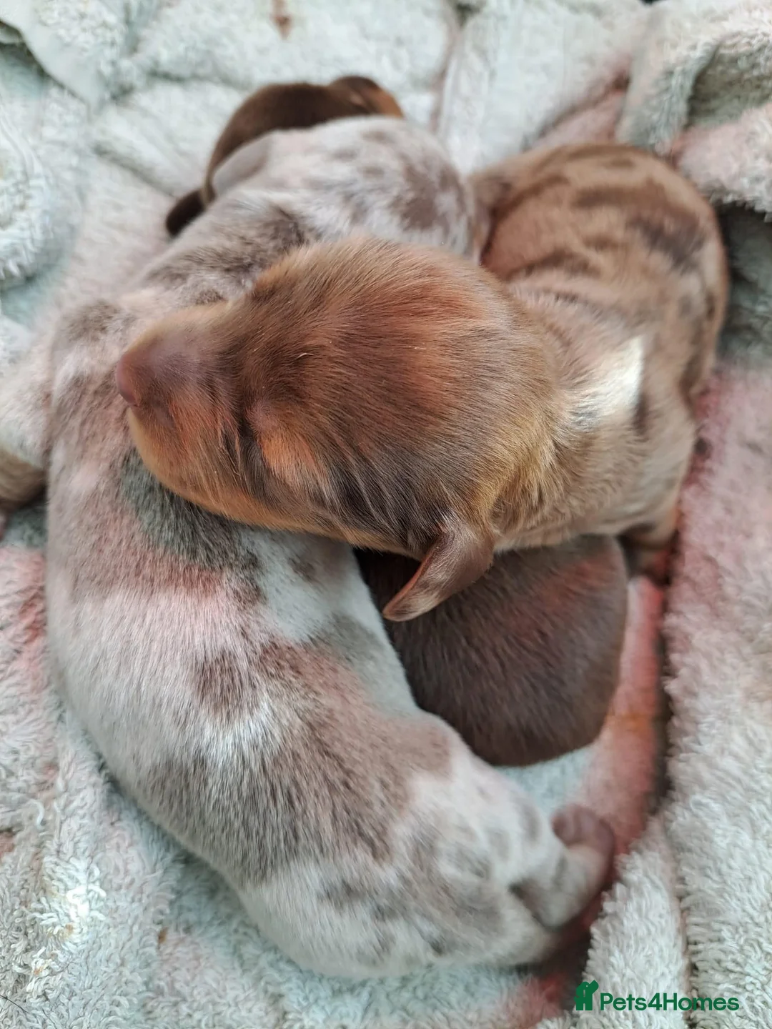 Miniature Dachshund dogs for stud: miniature dachshund stud  in Pontypridd - Advert 10