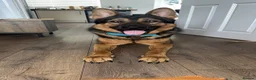 German Shepherd dogs for sale: German Shepard for Rehome in Chelmsford - Advert 4