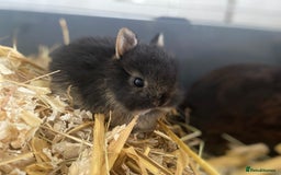 Netherland Dwarf rabbits for sale: Netherland rabbits available - Image 4