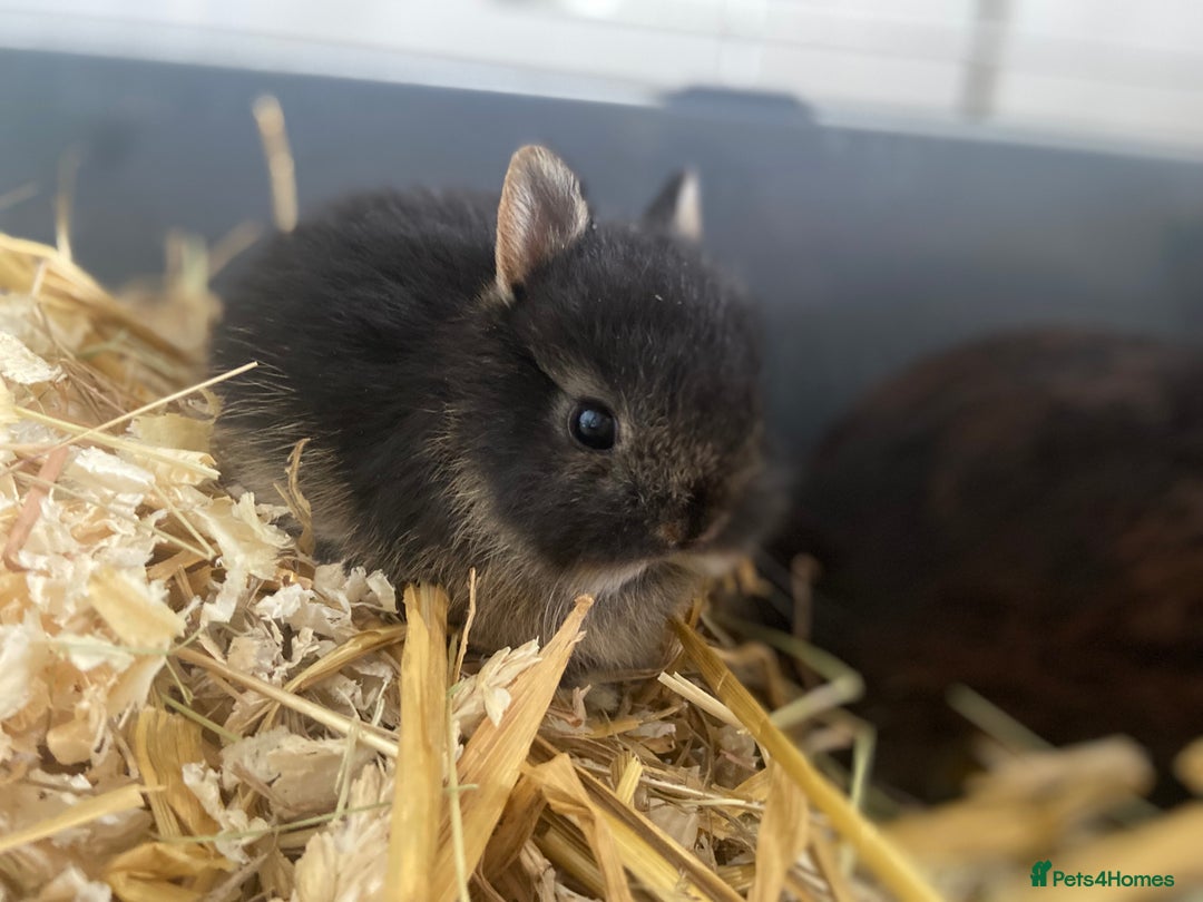 Netherland Dwarf rabbits for sale: Netherland rabbits available - Image 4