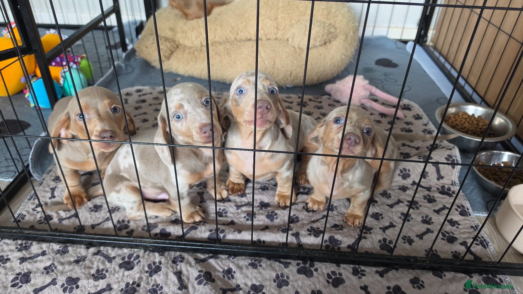 Miniature Dachshund dogs for sale: Stunnung miniature Dachshund  in Slough - Advert 12