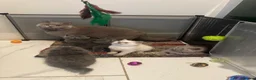 British Shorthair cats for sale: British shorthair and longhair kittens - Advert 19