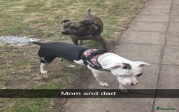 Mixed Breed dogs for sale: American Bull Staffy Puppies - Image 10