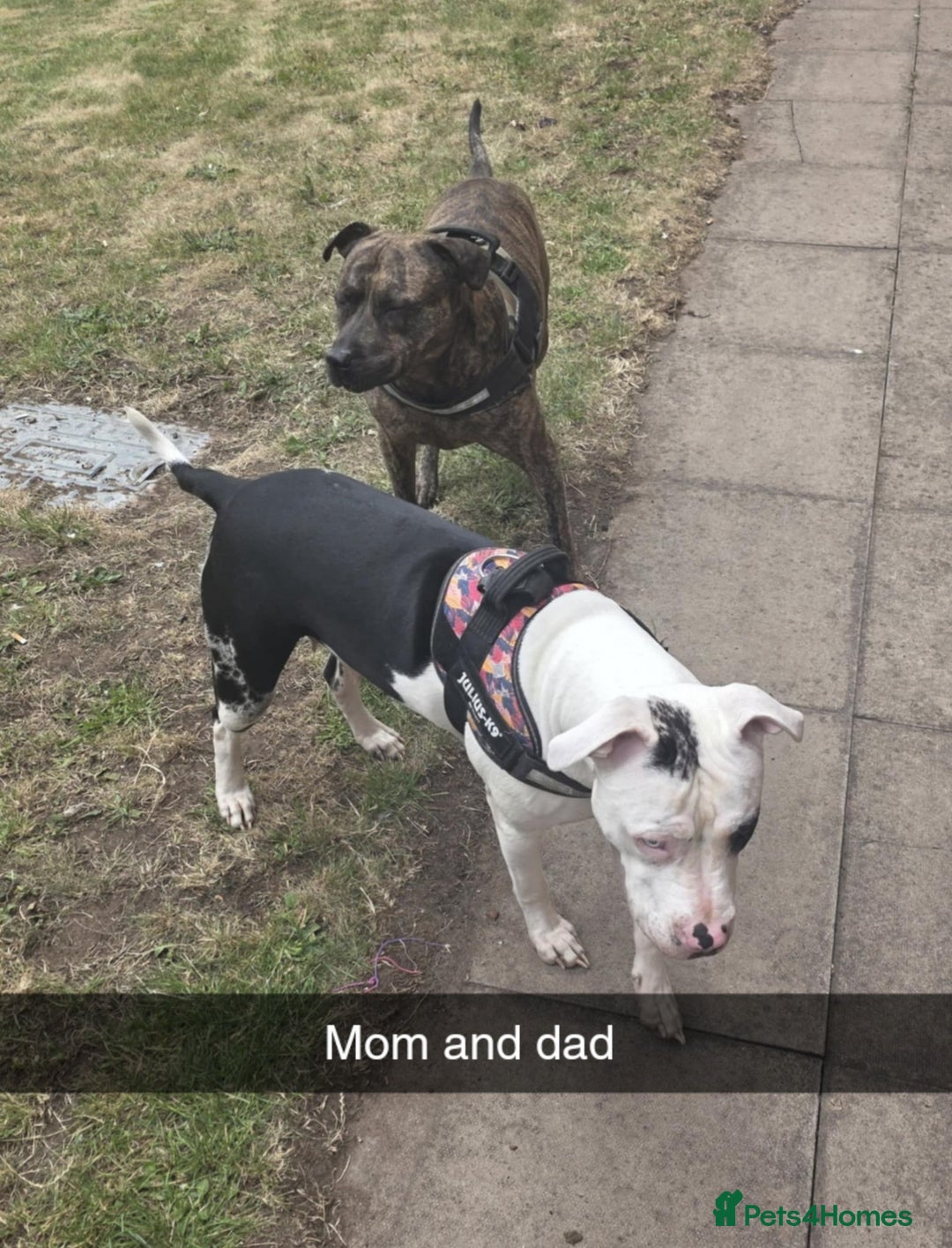 Mixed Breed dogs for sale: American Bull Staffy Puppies - Image 10