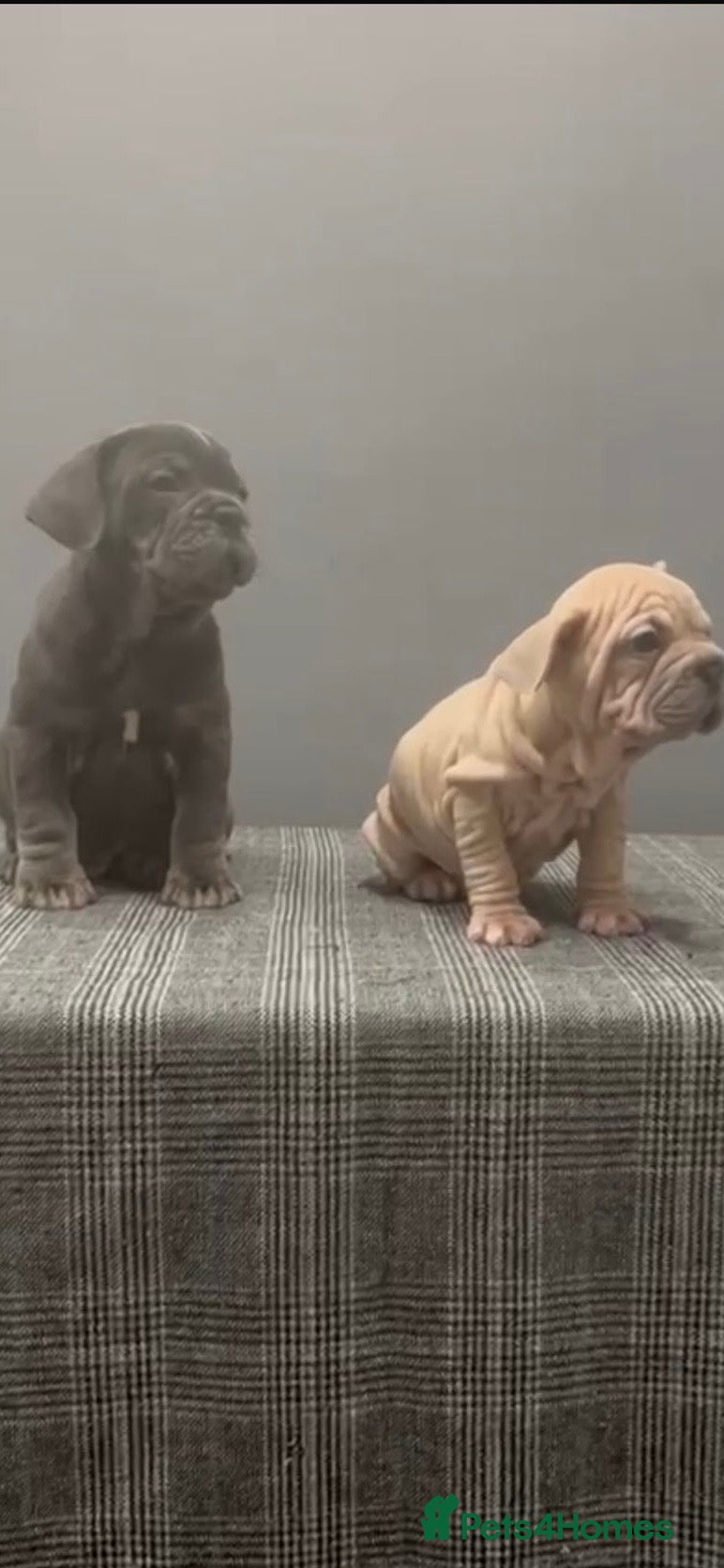 French Bulldog dogs French Bulldog  - Advert 5