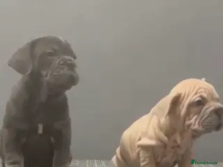 French Bulldog dogs French Bulldog - Advert 5