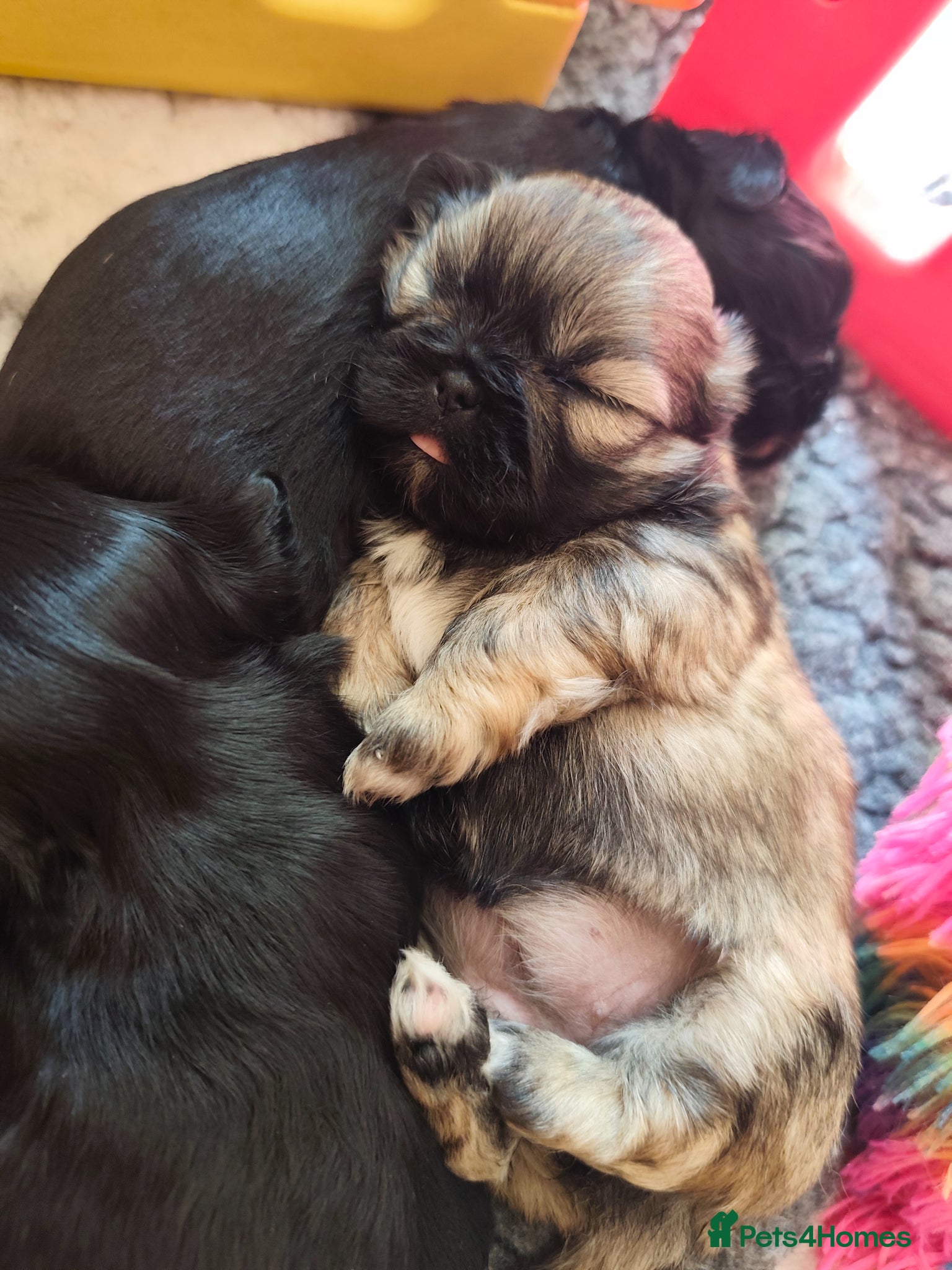 Shih Tzu dogs Gorgeous  shish tzu puppies  - Advert 1