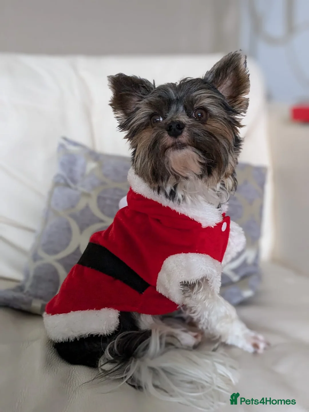 Yorkshire Terrier dogs for stud: Purebred BiewerTerrier/ColourfulYorkie Proven Stud in Merthyr Tydfil - Advert 5