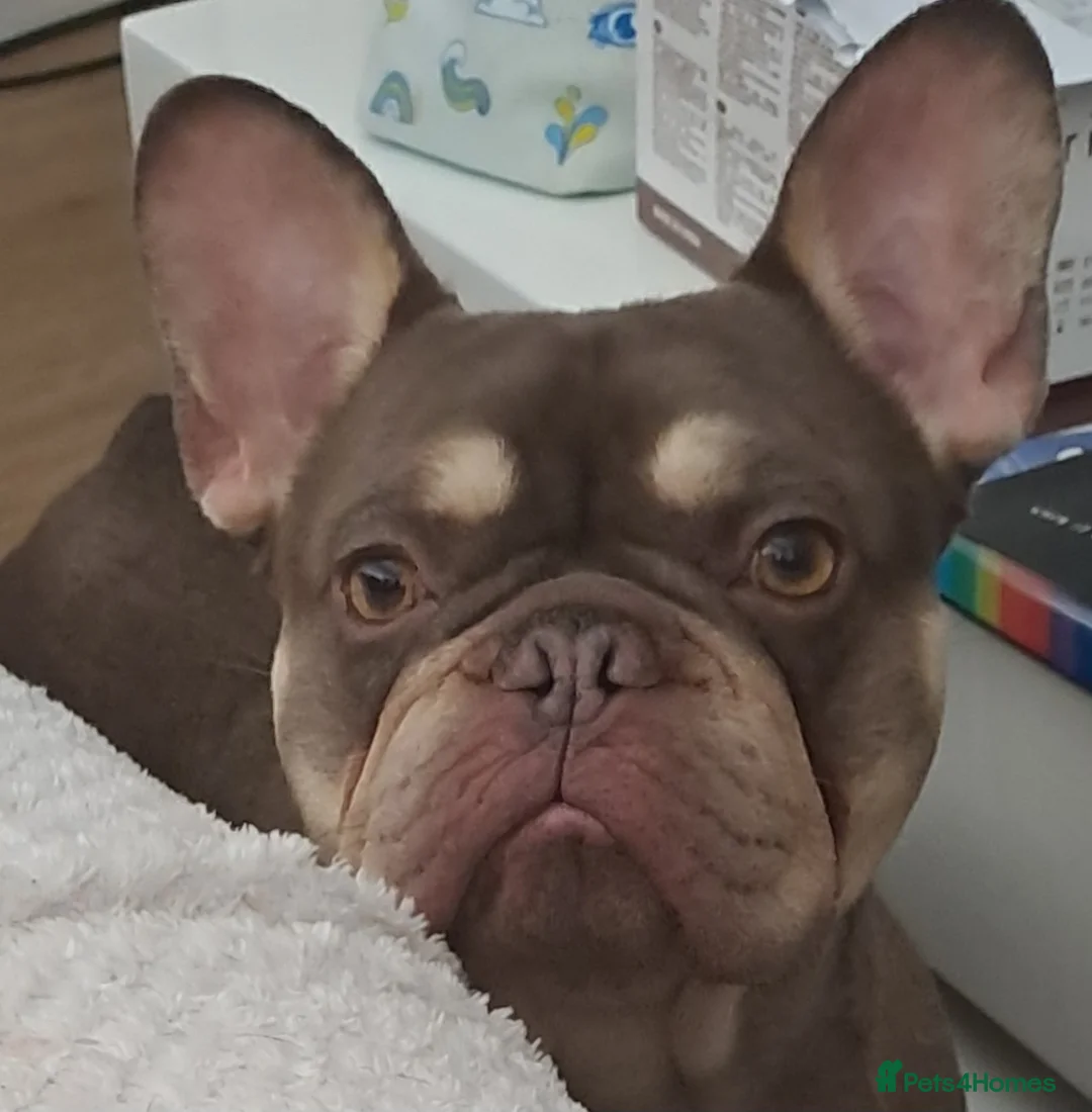 French Bulldog dogs for stud: KC TOP DRAW STUD Ramsgate  in Ramsgate - Advert 11