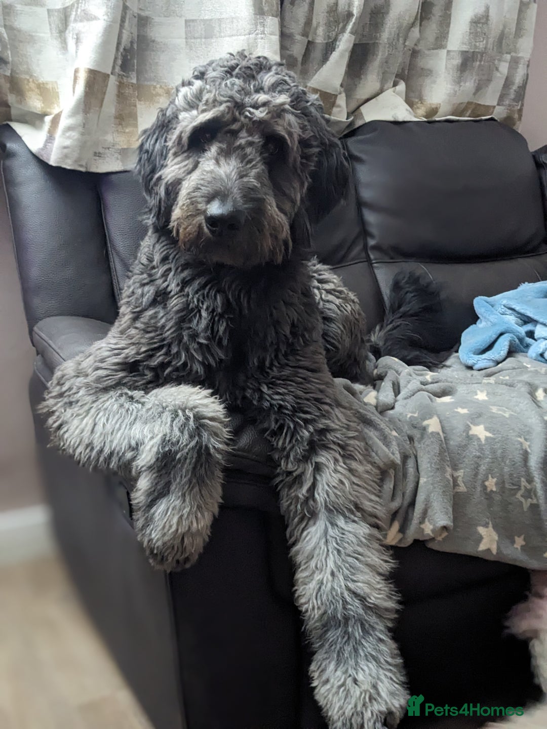 Goldendoodle dogs for stud: Frankie doodle for stud only  - Advert 1