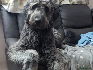 Goldendoodle dogs Frankie doodle for stud only - Advert 1