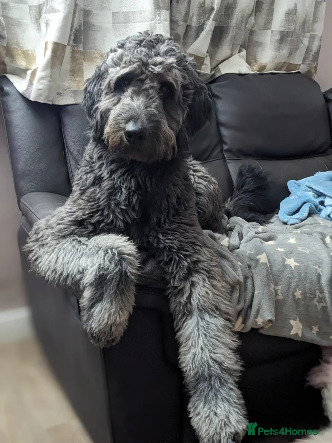 Goldendoodle dogs for stud: Frankie doodle for stud only  - Advert 1