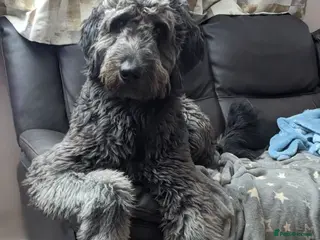 Goldendoodle dogs Frankie doodle for stud only - Advert 6