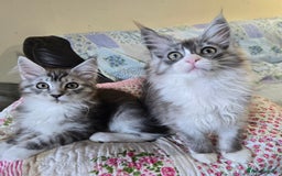 Maine Coon cats for sale: Beautiful playful Maine Coon kittens  - Image 26