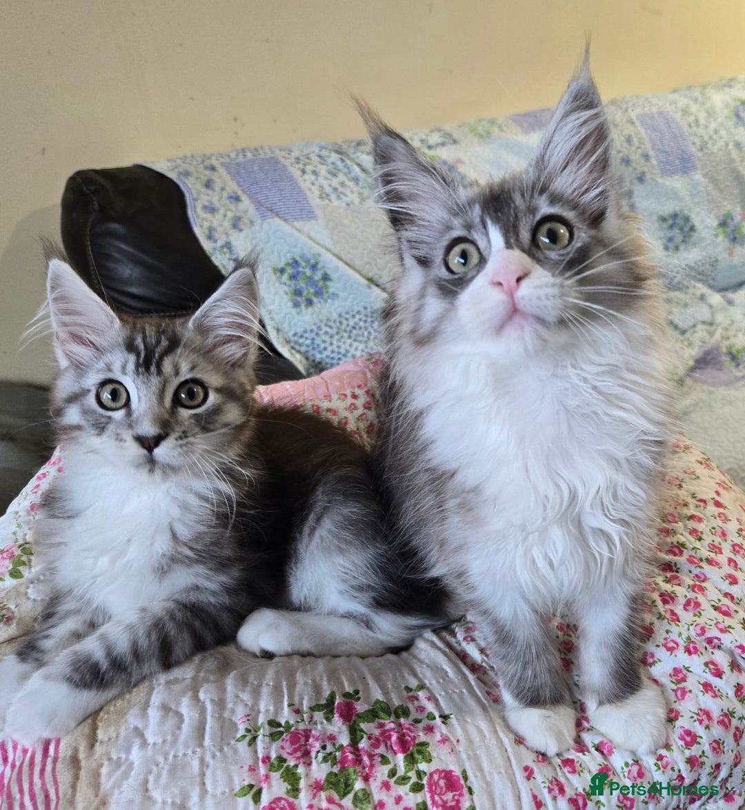 Maine Coon cats for sale: Beautiful playful Maine Coon kittens  - Image 26