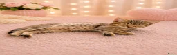 British Shorthair cats for sale: 🐾 🥰 British Shorthair Kittens 🥰🐾 - Advert 2