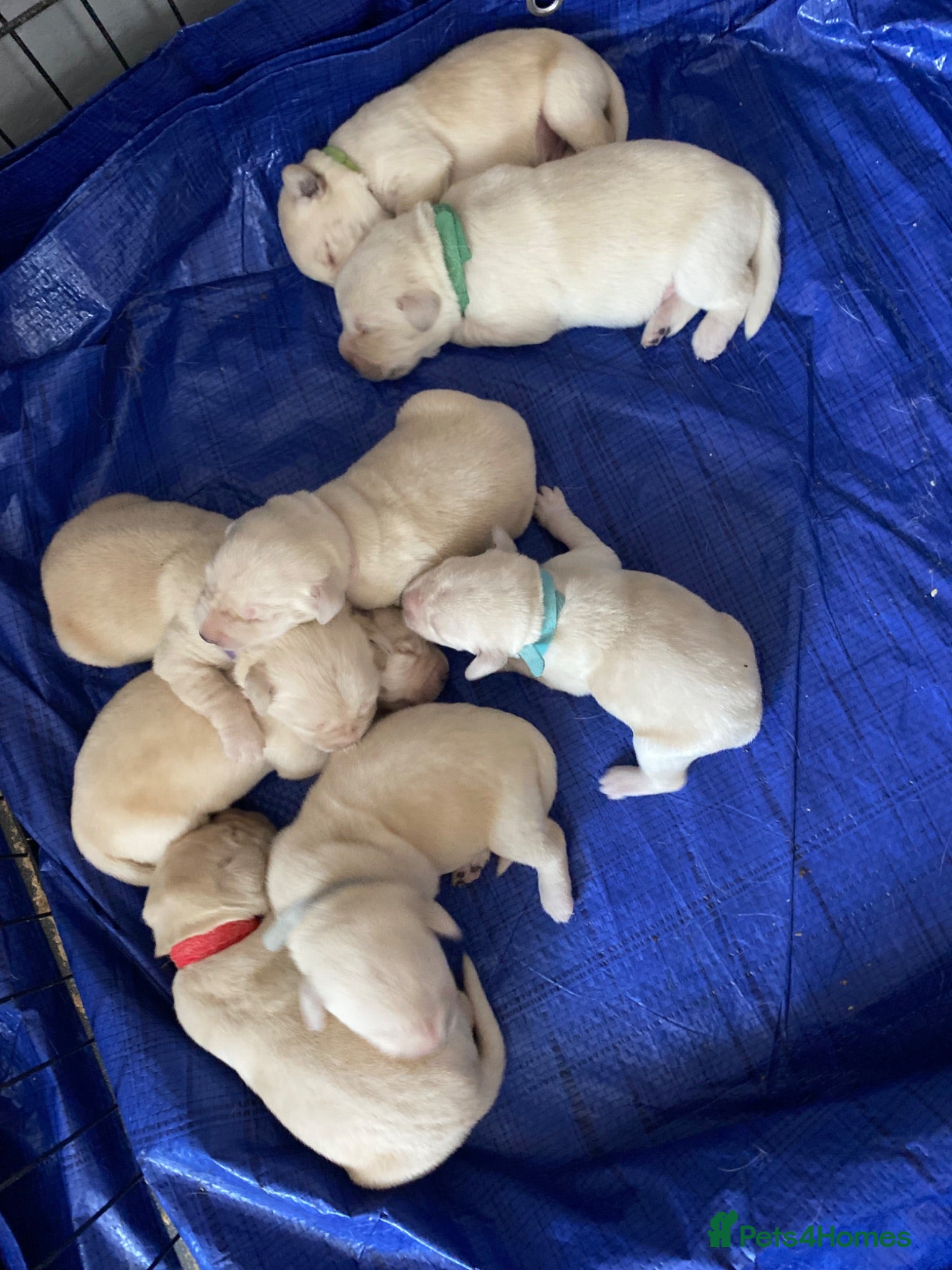 Labrador Retriever dogs Labrador litter  - Advert 5