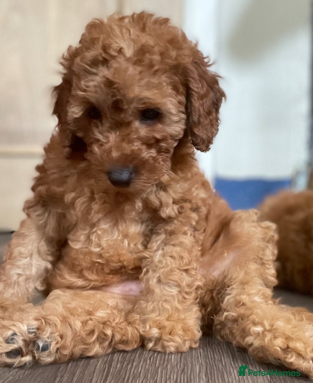 Miniature Poodle dogs for sale: 🐩♥️Kc reg miniature poodles♥️🐩 - Image 13