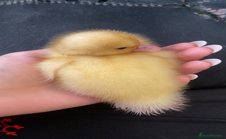 Ducks poultry - Advert 4