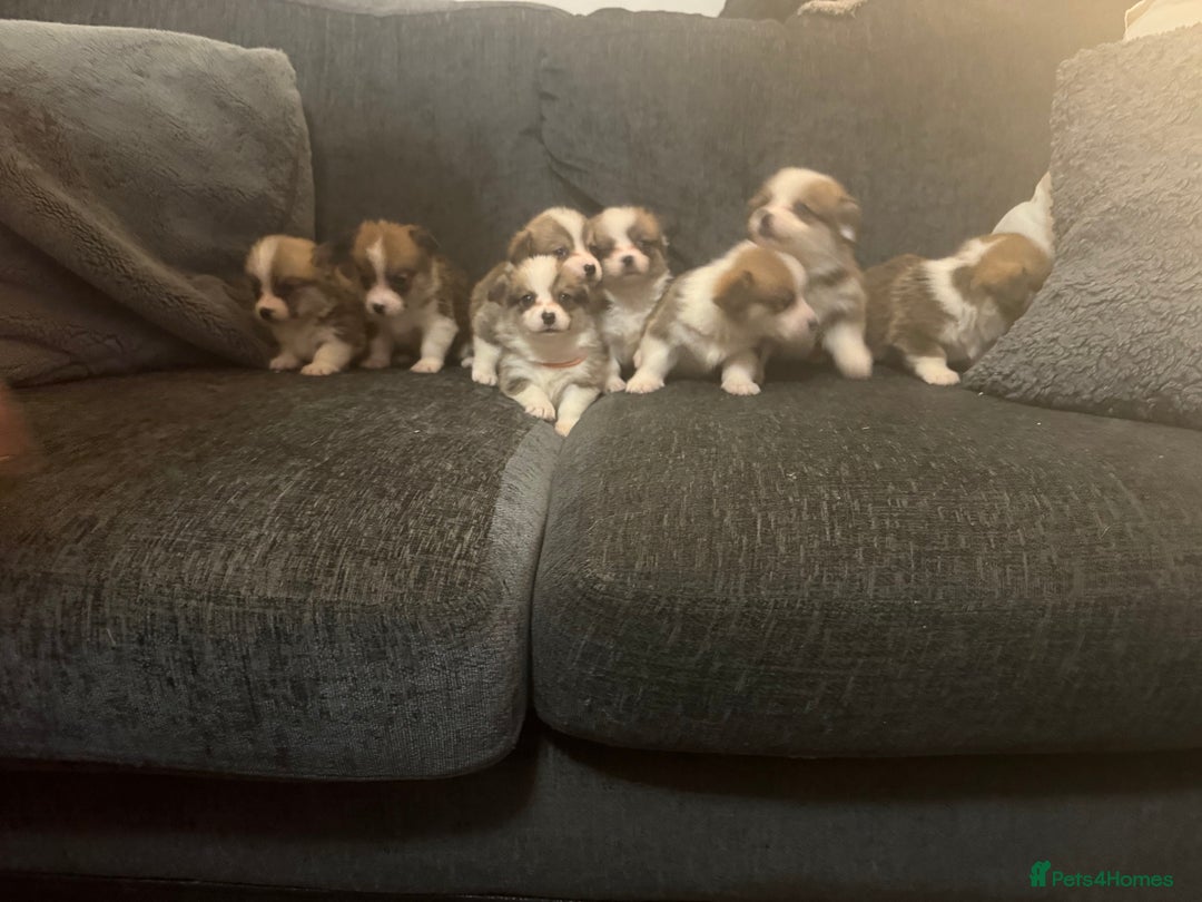 Welsh Corgi Pembroke dogs for sale: Kc reg Pembroke corgi babies available  - Advert 11