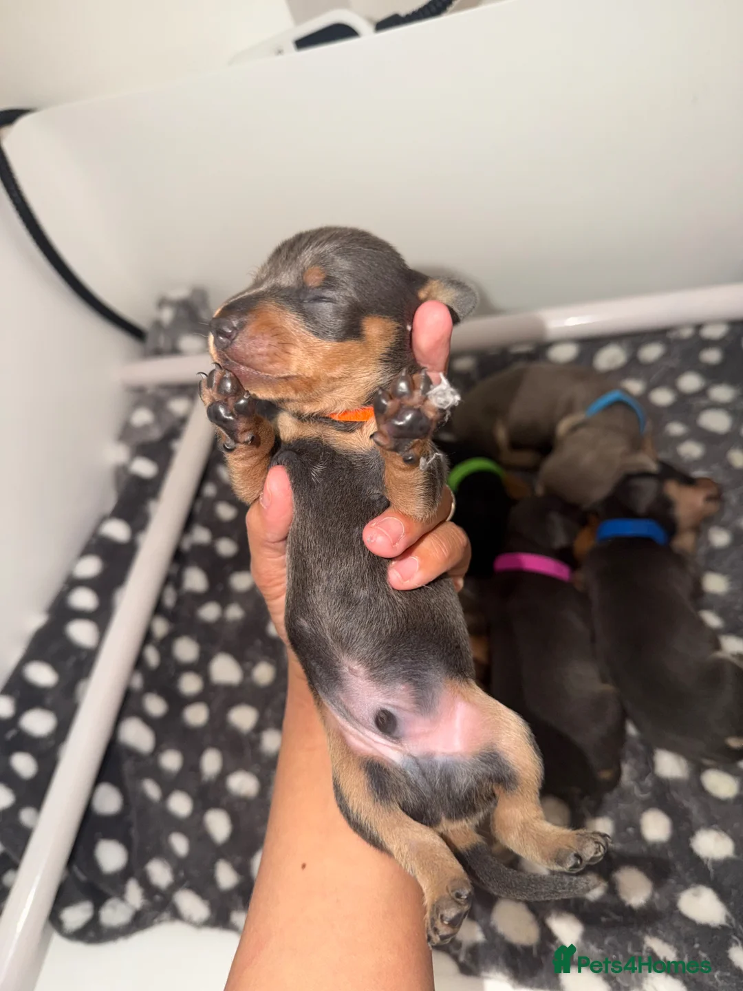 Miniature Dachshund dogs for sale: 🐶 2 Stunning Miniature Dachshund Boys 🐶   - Advert 28