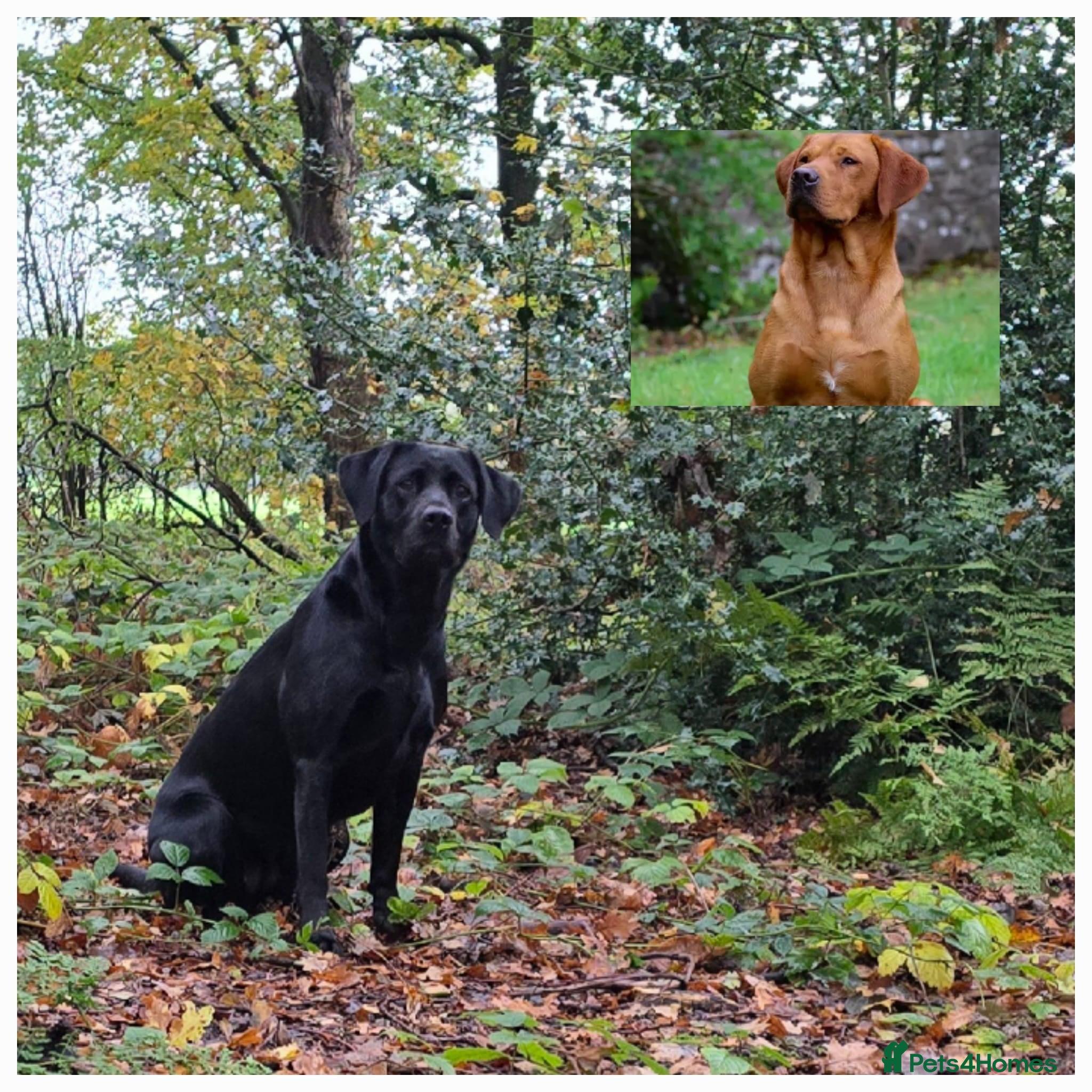 Labrador Retriever dogs KC Registered Labrador Puppies. - Advert 11