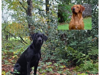 Labrador Retriever dogs KC Registered Labrador Puppies. - Advert 6