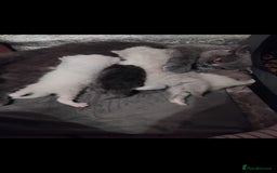 Mixed Breed cats for sale: Ragdoll x British Shorthair kittens - Advert 2