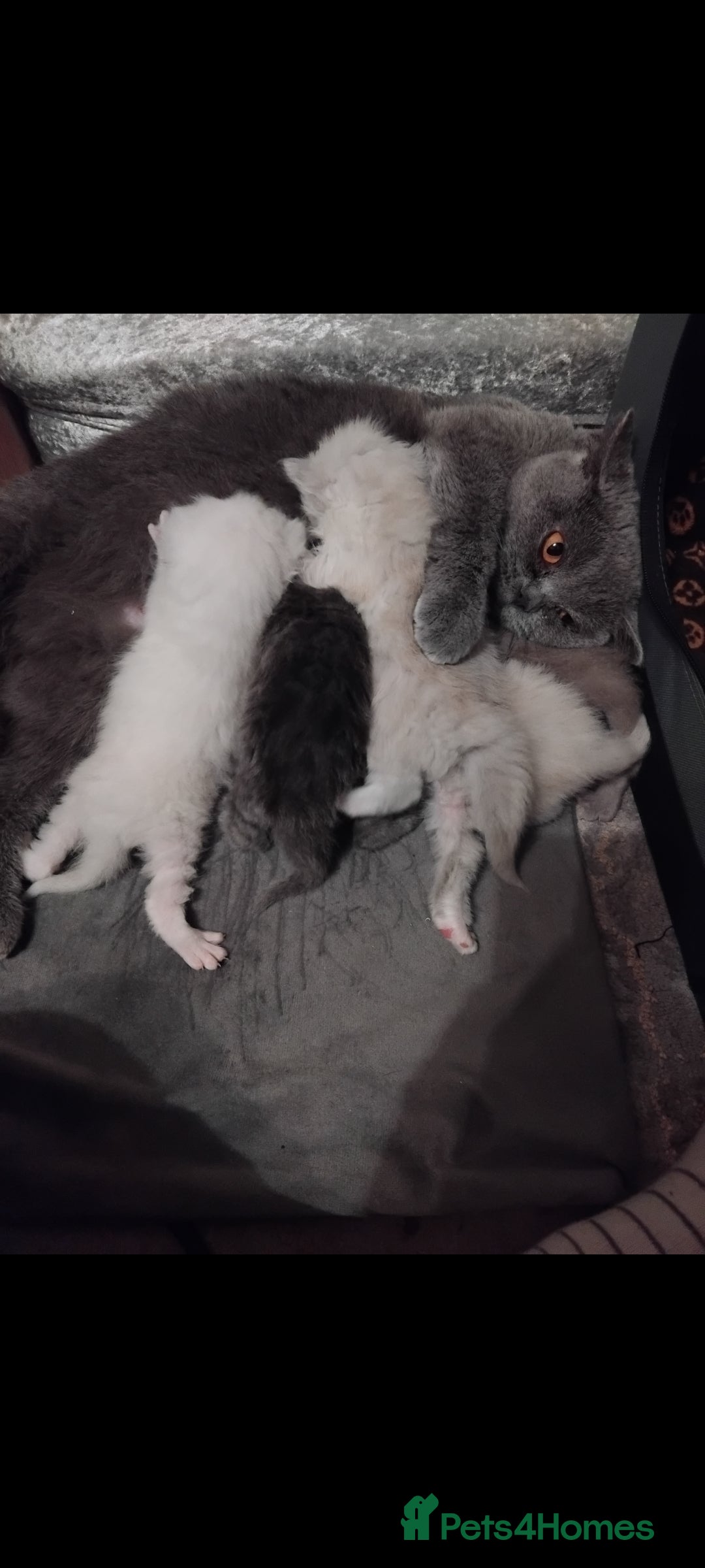 Mixed Breed cats for sale: Ragdoll x British Shorthair kittens - Advert 2