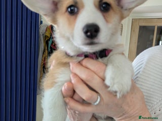 Welsh Corgi Pembroke dogs Pembs corgi pups DNA clear DM,eic, Vwd ,pra - Advert 6