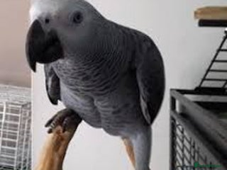 Parrots birds African Grey with cage - Advert 6