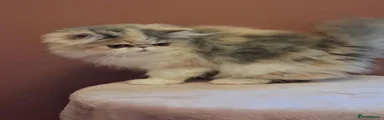 Persian 6