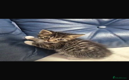 Bengal cats for sale: Adorable kittens mixed Bengal - Image 3