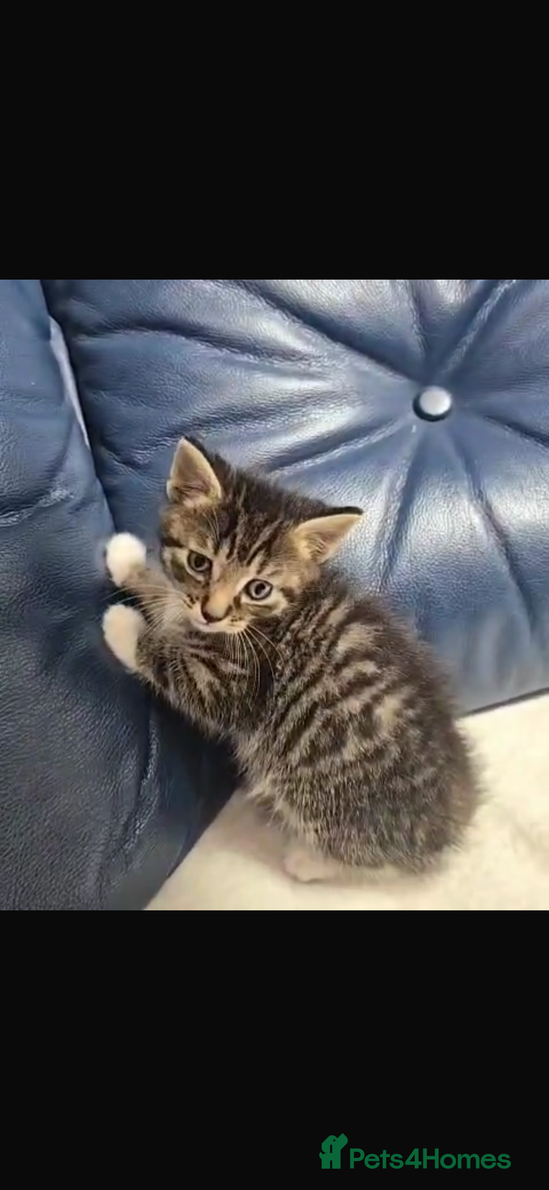 Bengal cats for sale: Adorable kittens mixed Bengal - Image 3