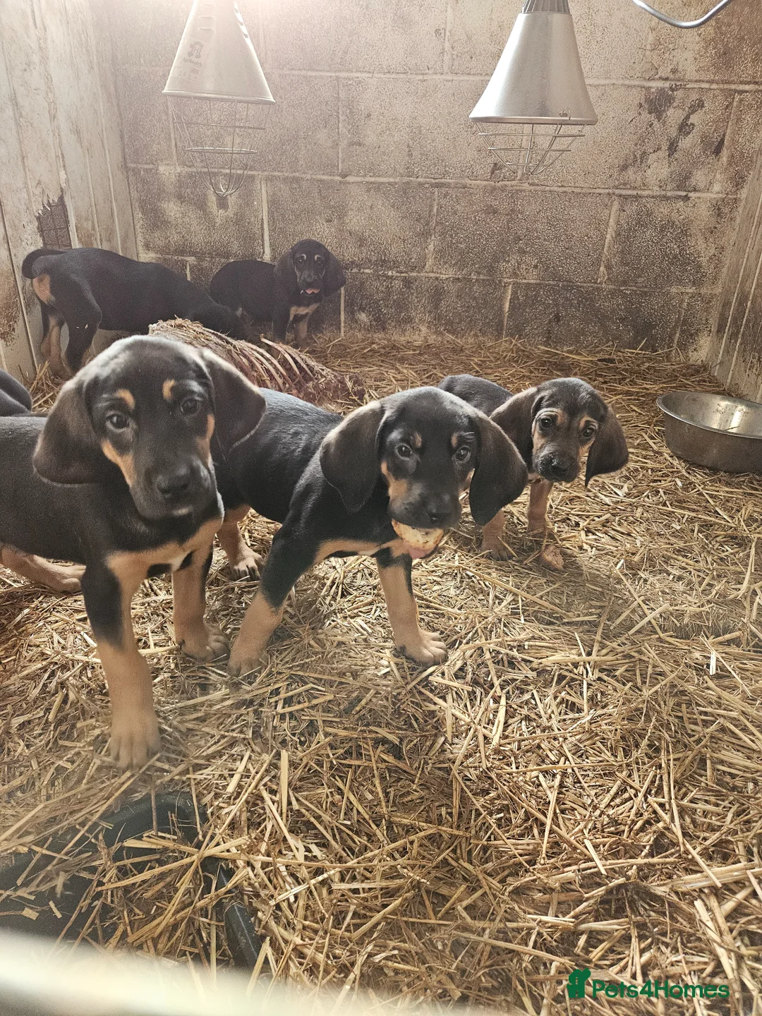 Bloodhound dogs for sale: Bloodhound  - Advert 1