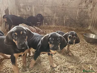 Bloodhound dogs Bloodhound - Advert 16