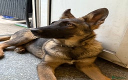 German Shepherd dogs for sale: German shepherd puppie looking for a new home  in Cambridge - Image 20