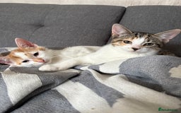 British Shorthair cats for sale: 2 British shorthair/calico cats for sale  - Image 1