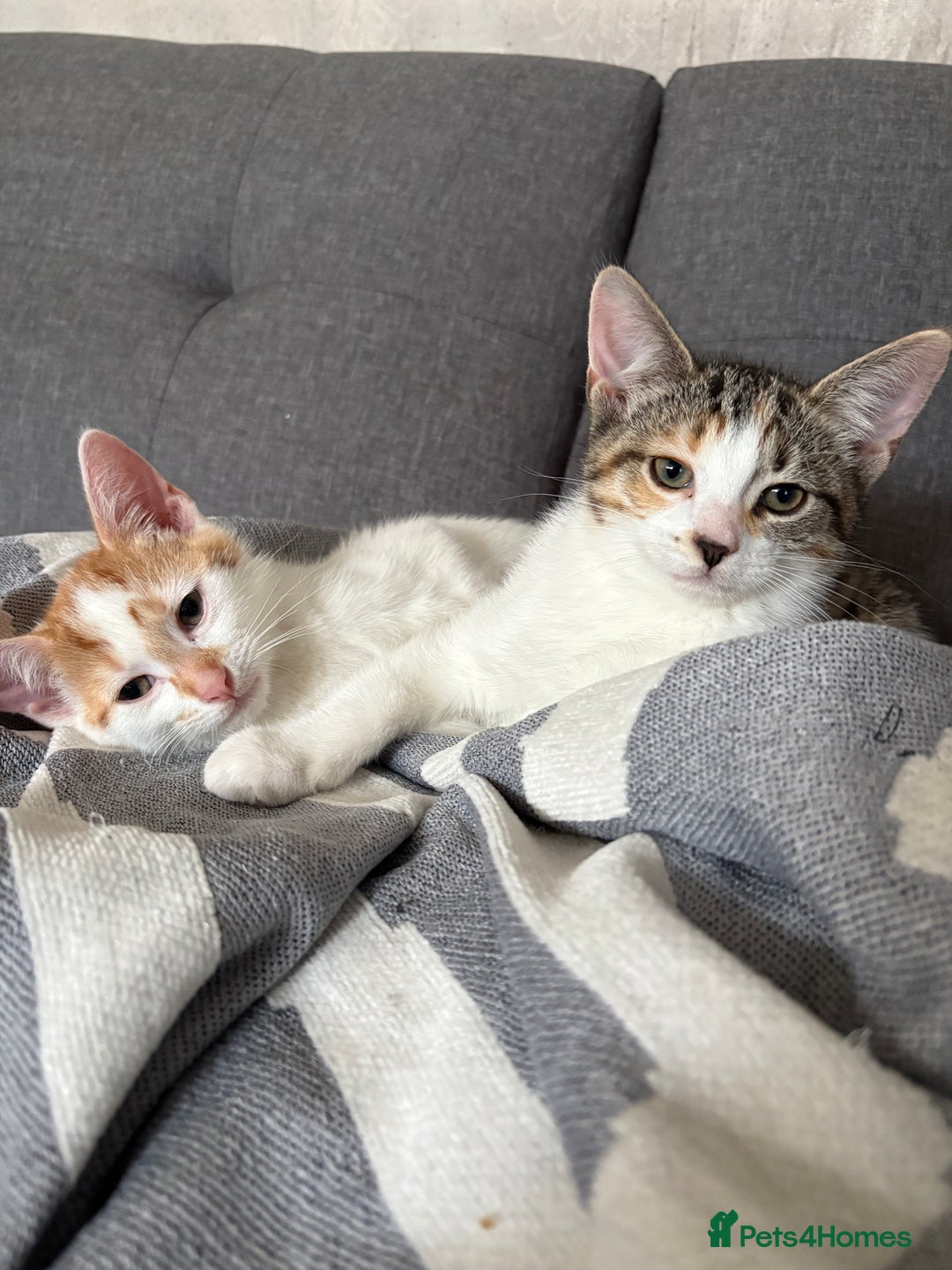 British Shorthair cats for sale: 2 British shorthair/calico cats for sale  - Image 1