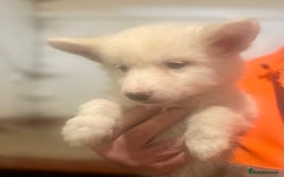 Siberian Husky dogs for sale: READY NOW German Shepherd cross Husky Puppies  in Kinross - Image 10