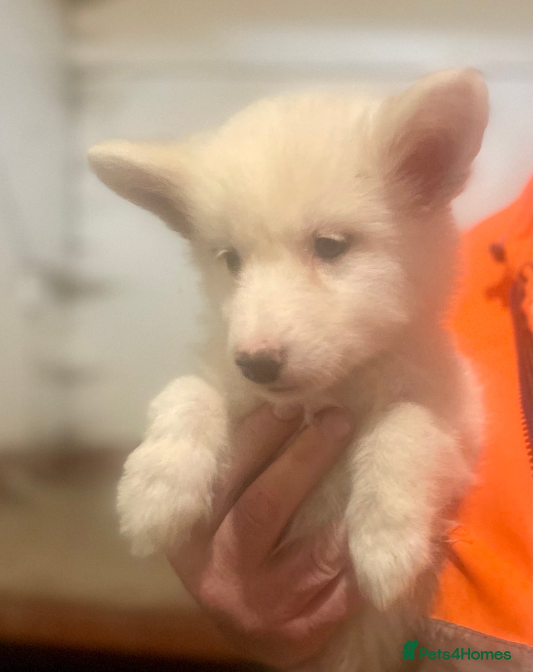 Siberian Husky dogs for sale: READY NOW German Shepherd cross Husky Puppies  in Kinross - Image 10