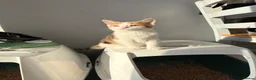 Domestic Shorthair cats for sale: 2 kittens looking for forever home! - Advert 3