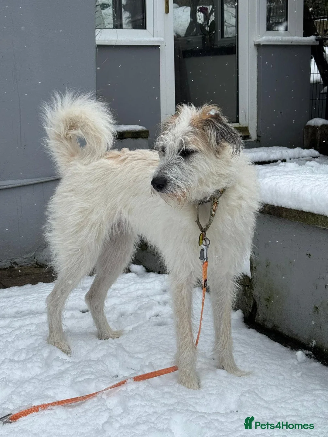 Mixed Breed dogs for adoption: KALLIE-17months, loves dogs/playful/active/rural - Advert 3