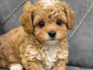 Maltipoo dogs ✨️🐾Tiny Korean maltipoo Last boy 🐾✨️ - Advert 17