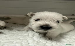 West Highland Terrier dogs for stud: Stud.. in Greenock - Image 13